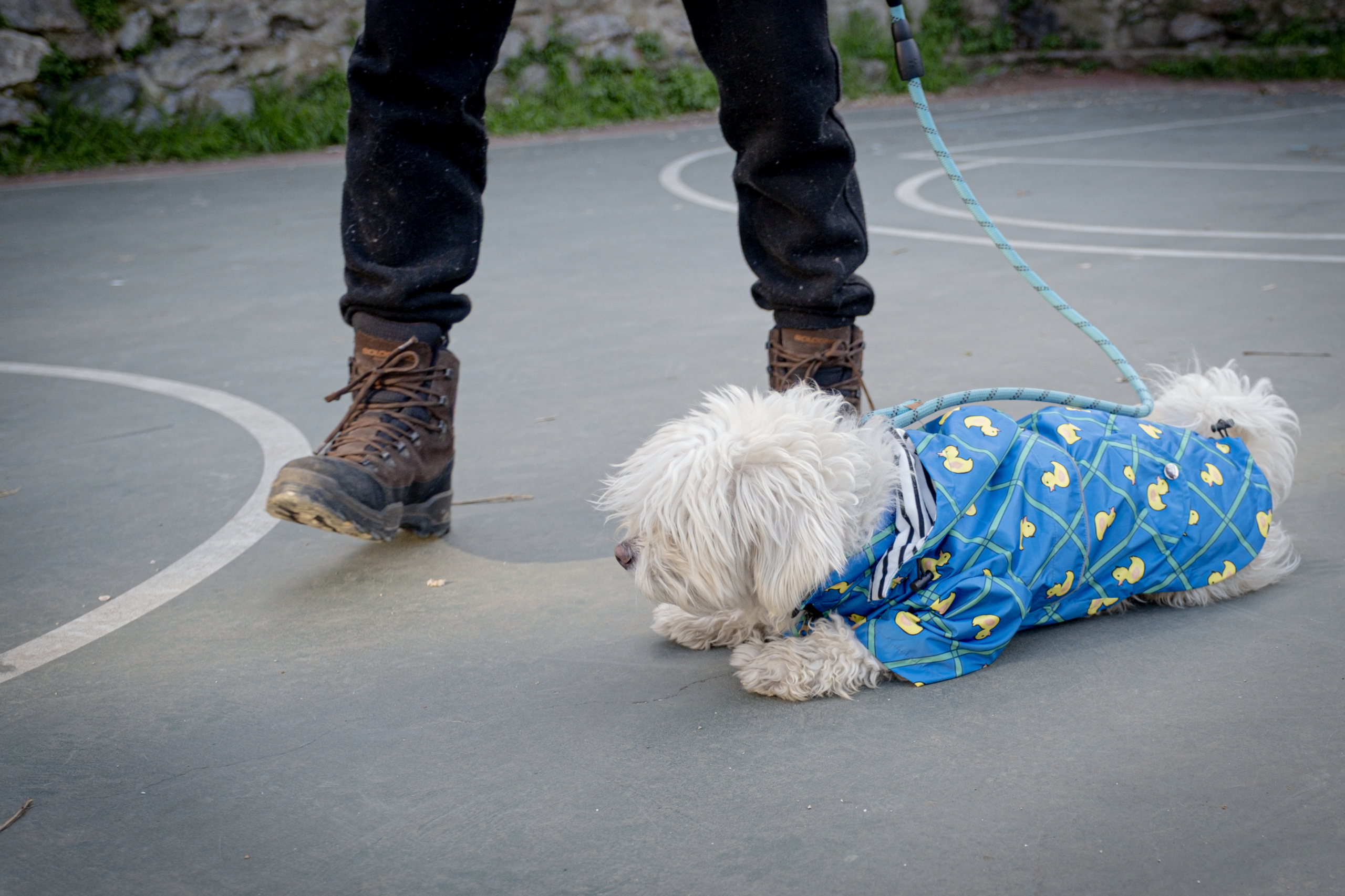 Temel itaat eğitiminde ödül zamanlaması ve sakin bekleme çalışması