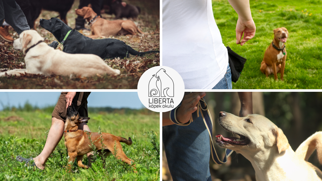 İstanbul Liberta – yetişkin köpeklerde odak ve uyum çalışmaları
