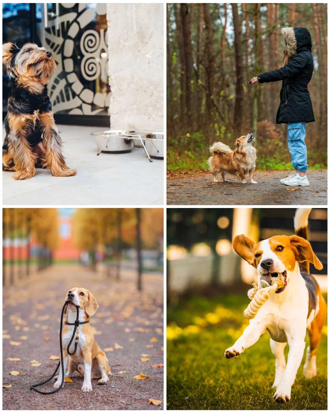 İleri İtaat Eğitimi