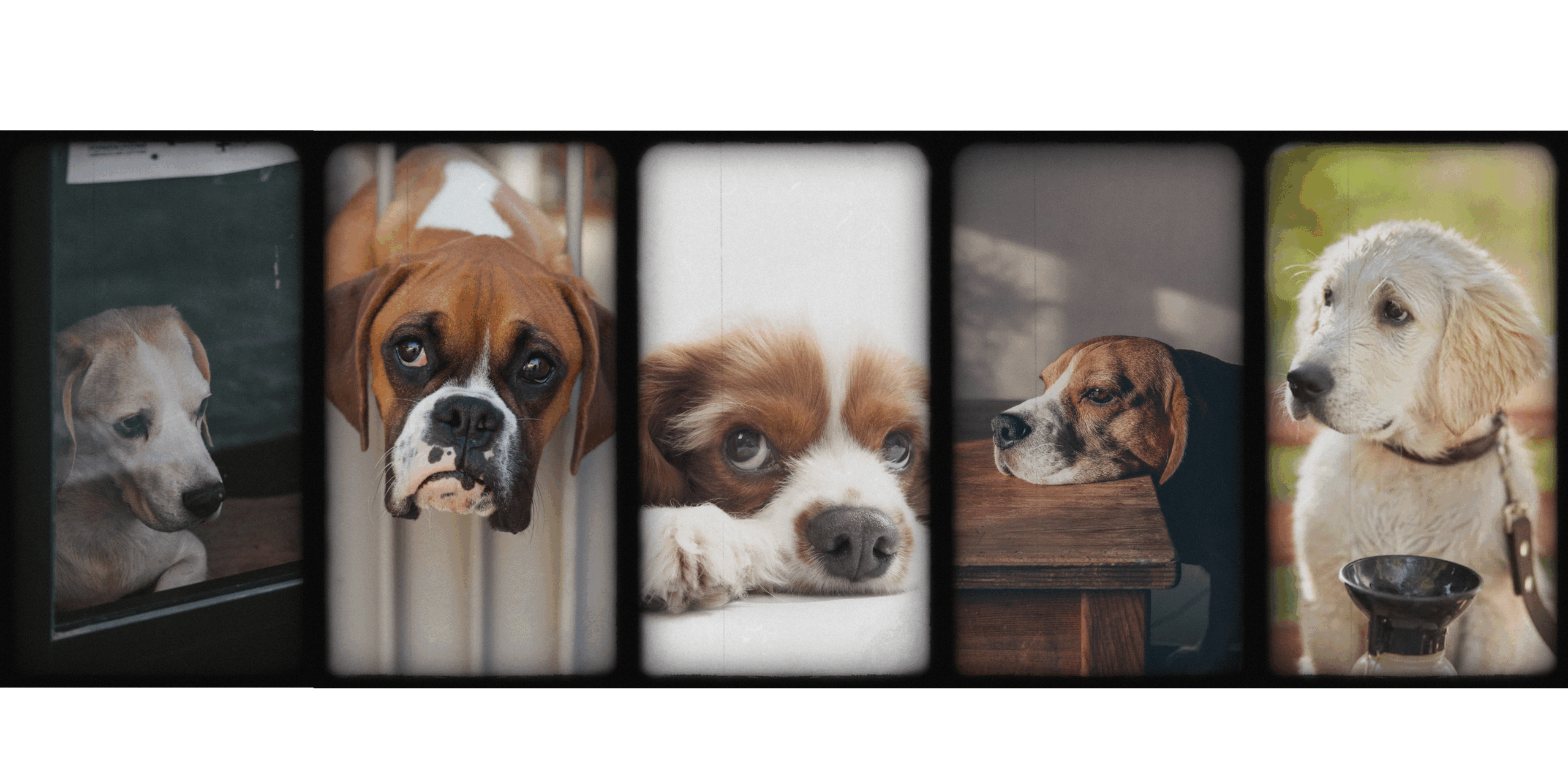 İstanbul travmalı köpek eğitimi – pozitif ve bilimsel yaklaşım