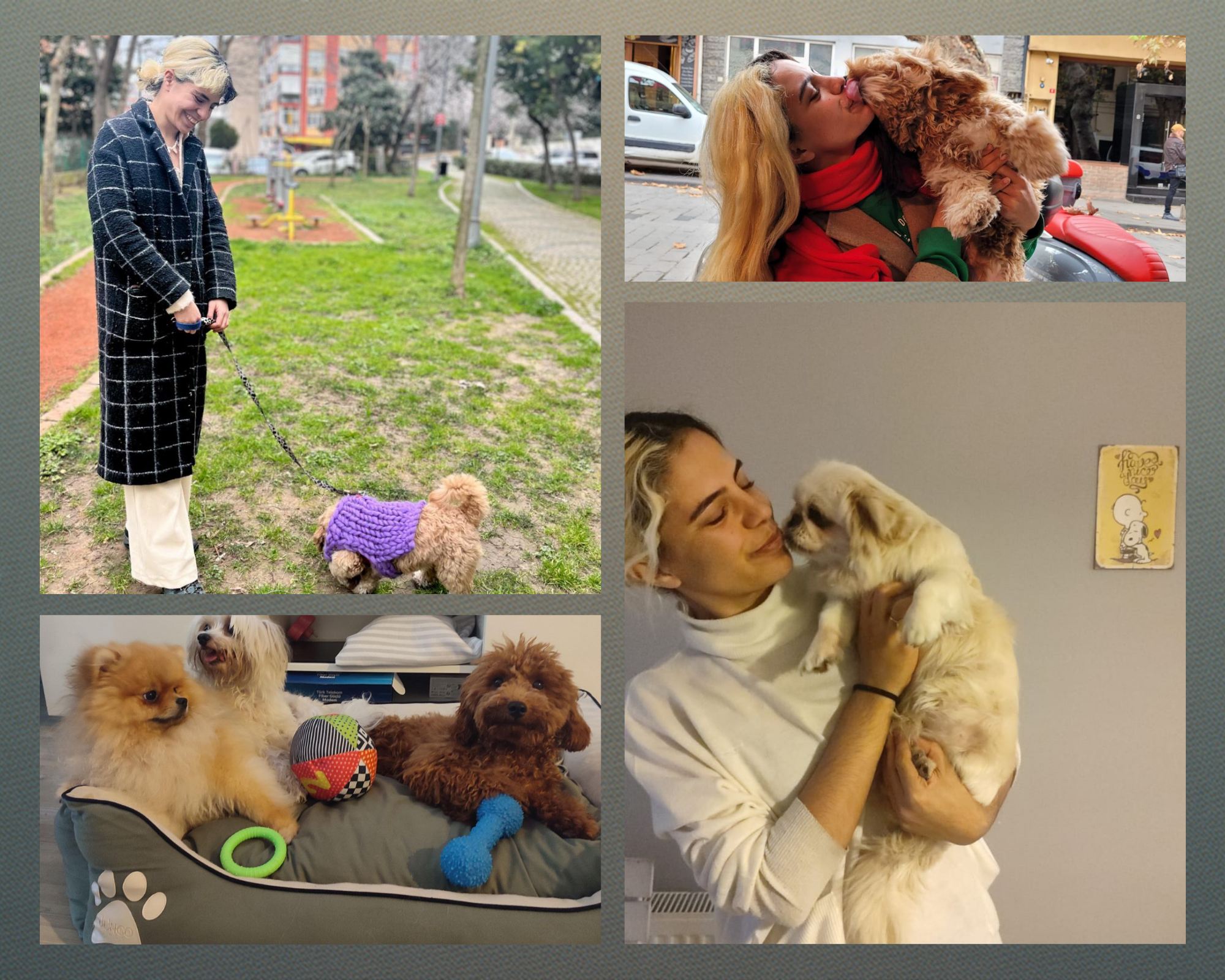 İstanbul köpek kreşi – gündüz bakım evi