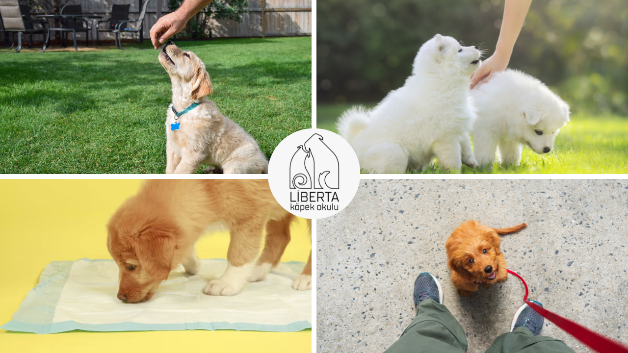 İstanbul pozitif yavru köpek eğitimi – Liberta Köpek Okulu