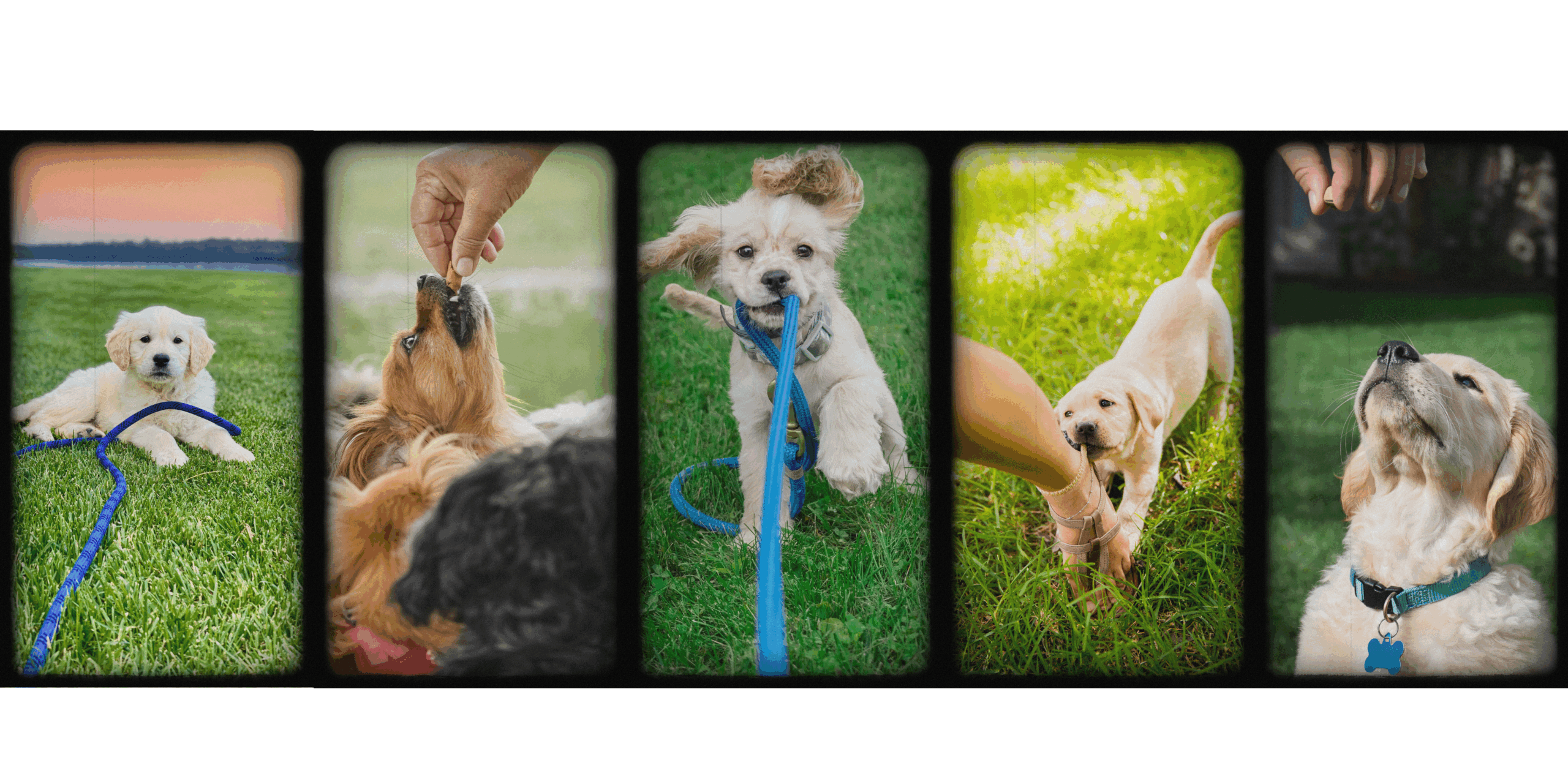 Yavru köpek eğitimi – temel komutlar ve şehir uyumu