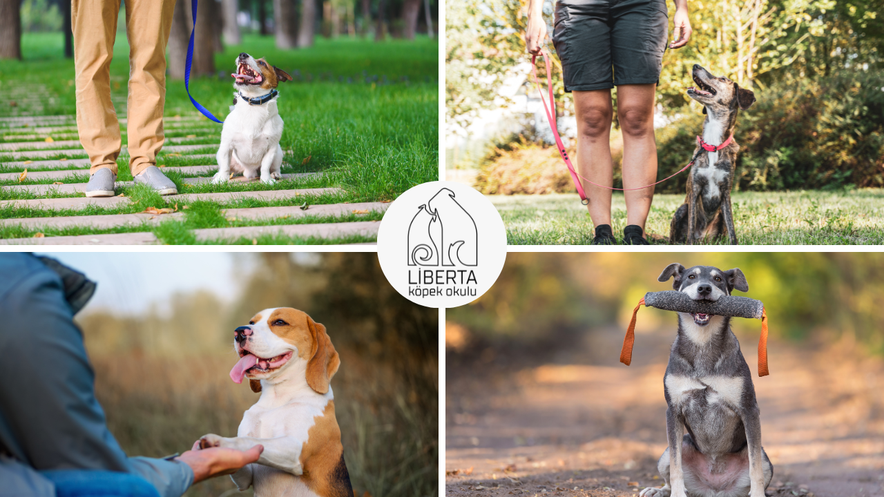 Pozitif yöntemlerle yetişkin köpeklerde davranış değişikliği