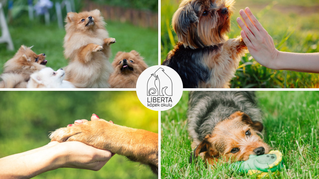 İstanbul’da yavru köpek sosyalleşme çalışmaları