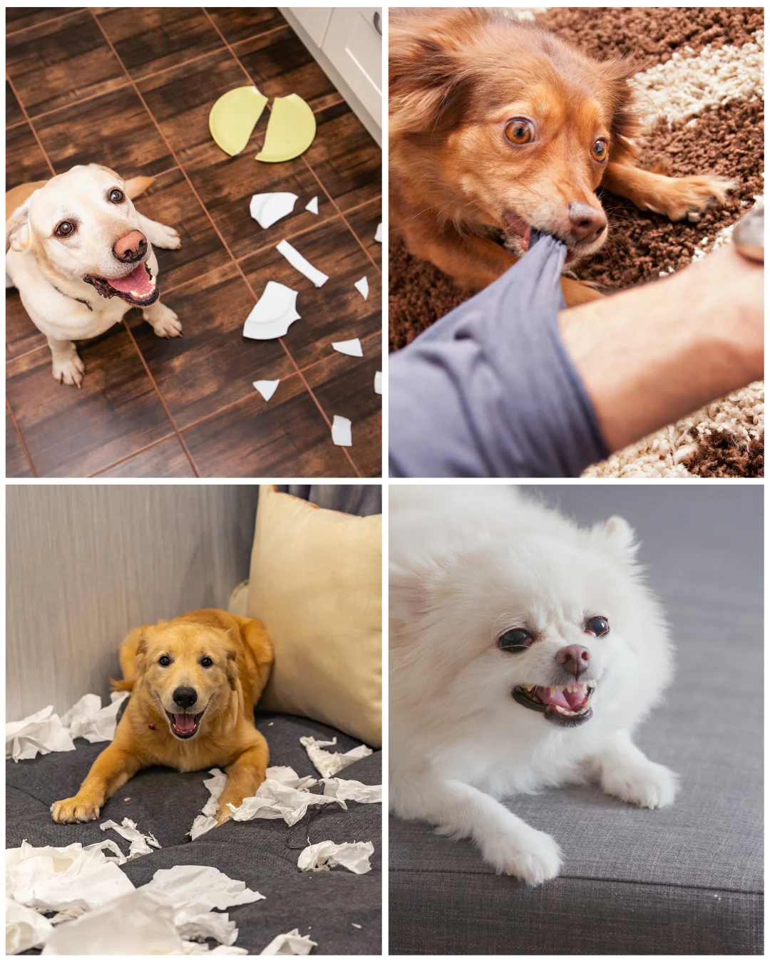 Köpek davranış bozukluğu çalışması – pozitif protokoller (Liberta)