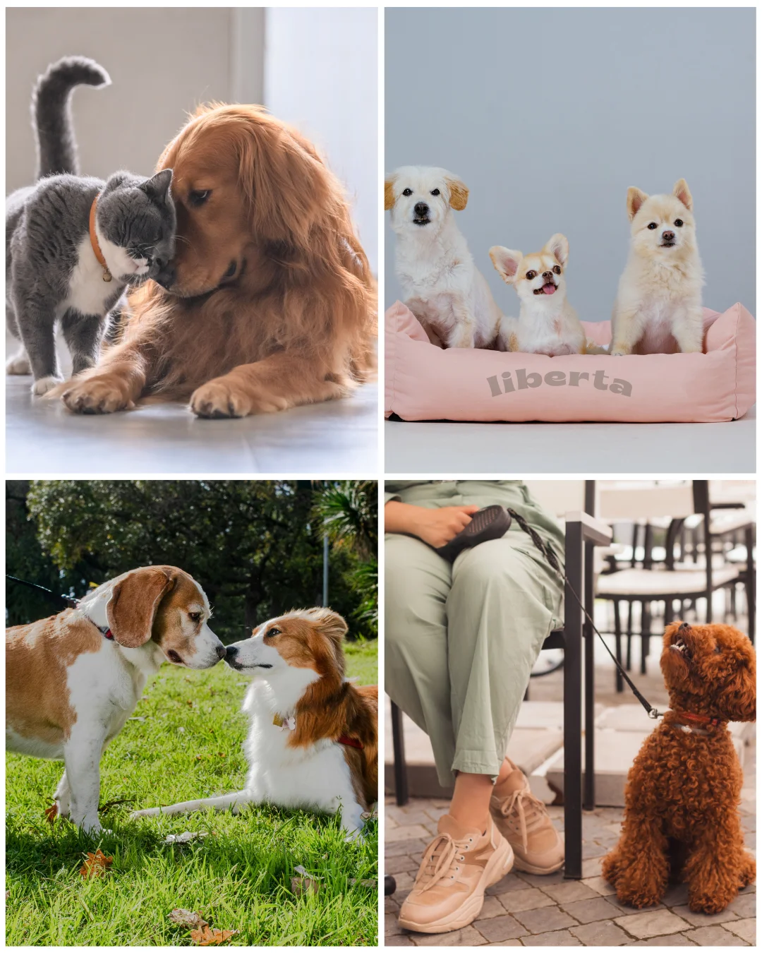 Sosyalleşme Eğitimi