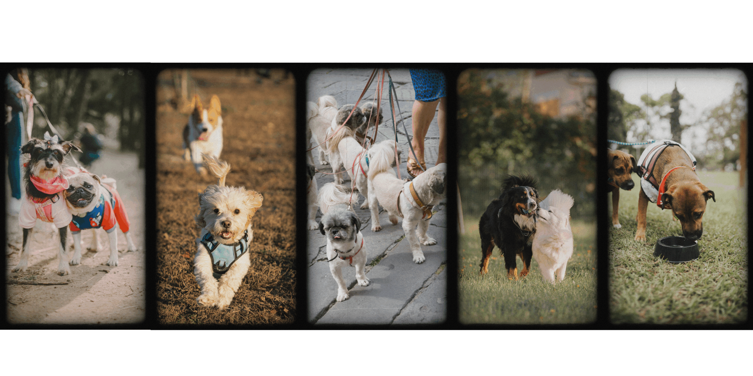 Tür içi köpek sosyalizasyonu: kontrollü tanışma protokolü