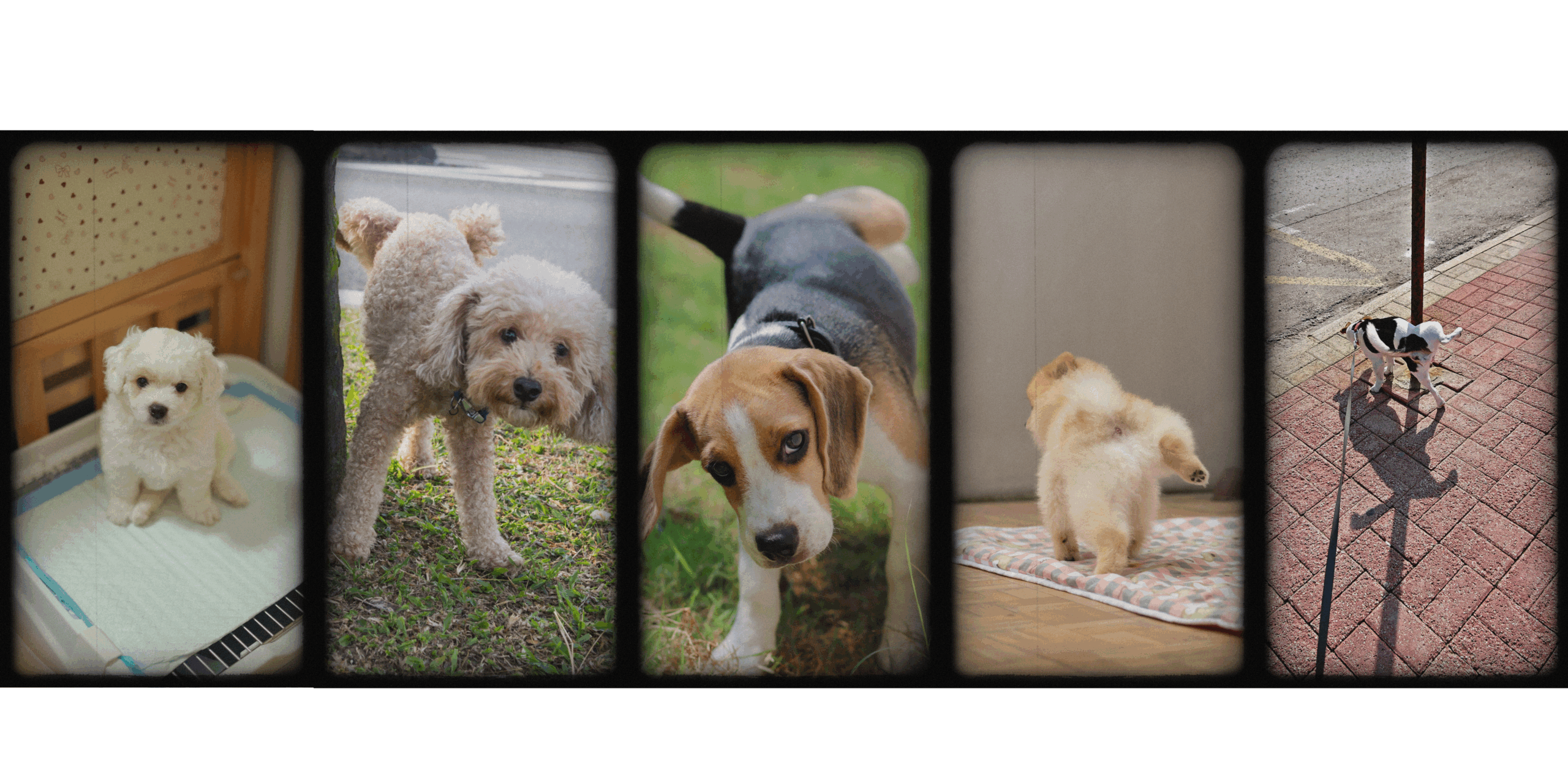 Yavru köpek tuvalet eğitimi