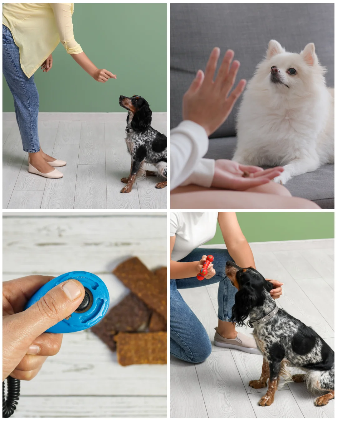 Yerinde Köpek Eğitimi