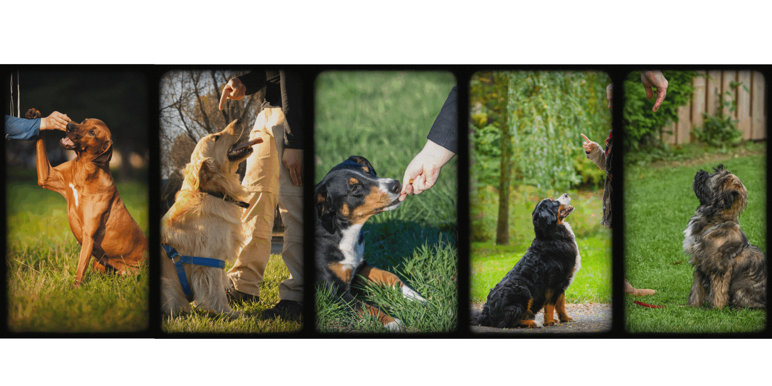 İstanbul’da yetişkin köpek eğitimi – büyük ırklar için pozitif yaklaşım